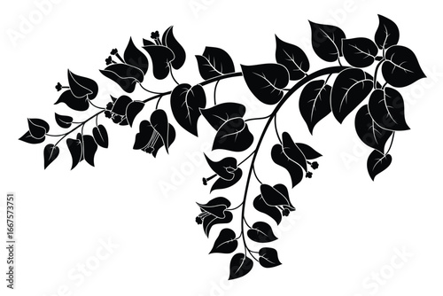 Black silhouette of a flowering bougainvillea branch