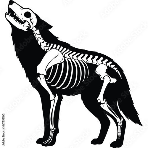 Wolf Skeleton Anatomy Illustration Black White animal canine wildlife bones black and white graphic vector design silhouette skull monochrome
