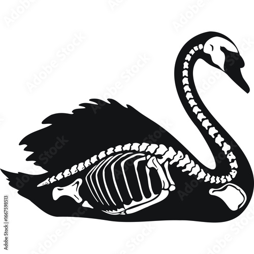 Swan Skeleton Anatomy Black White Illustration bird bones black and white graphic vector zoology wildlife animal avian vertebrate skeletal system