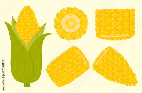 set of corn cobs, corn slice, corn in the cob, ear of corn vegetable,