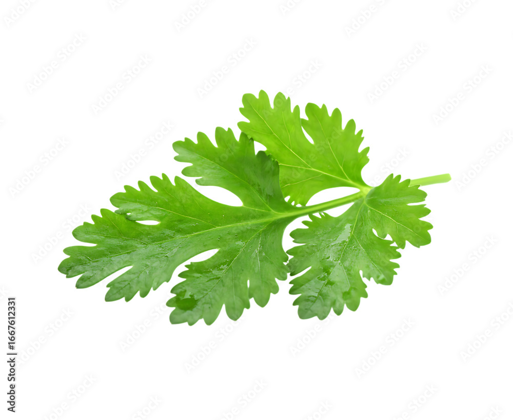 Fresh cilantro leaf isolated on transparent background Fresh cilantro leaf isolated on transparent background