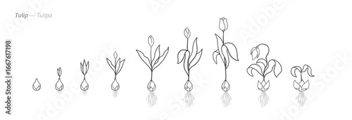Tulip Life Cycle - Botanical monochrome black and white hand drawn vector Illustration