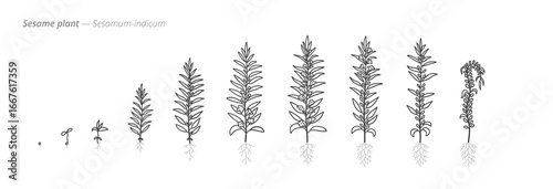 Growth stages of sesame plant from seed to harvest. Botanical monochrome black and white hand drawn vector Illustration