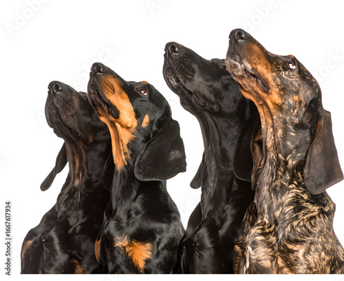Dachshund dogs looking up isolated on transparent background
