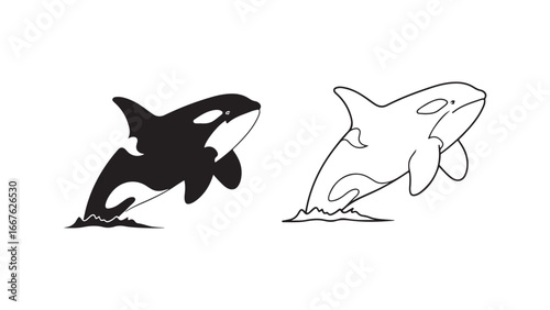 Orca whale jumping from water with transparent background