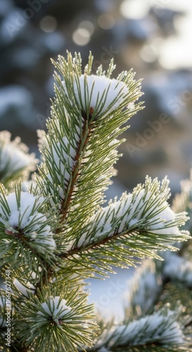 Delicate pine needles dusted with sparkling snow and frost in crisp winter sunlight