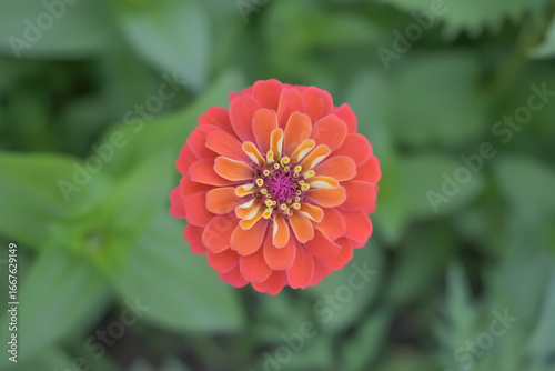 red dahlia flower