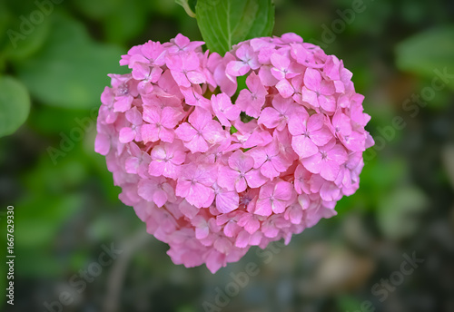 pink hydrangea flower