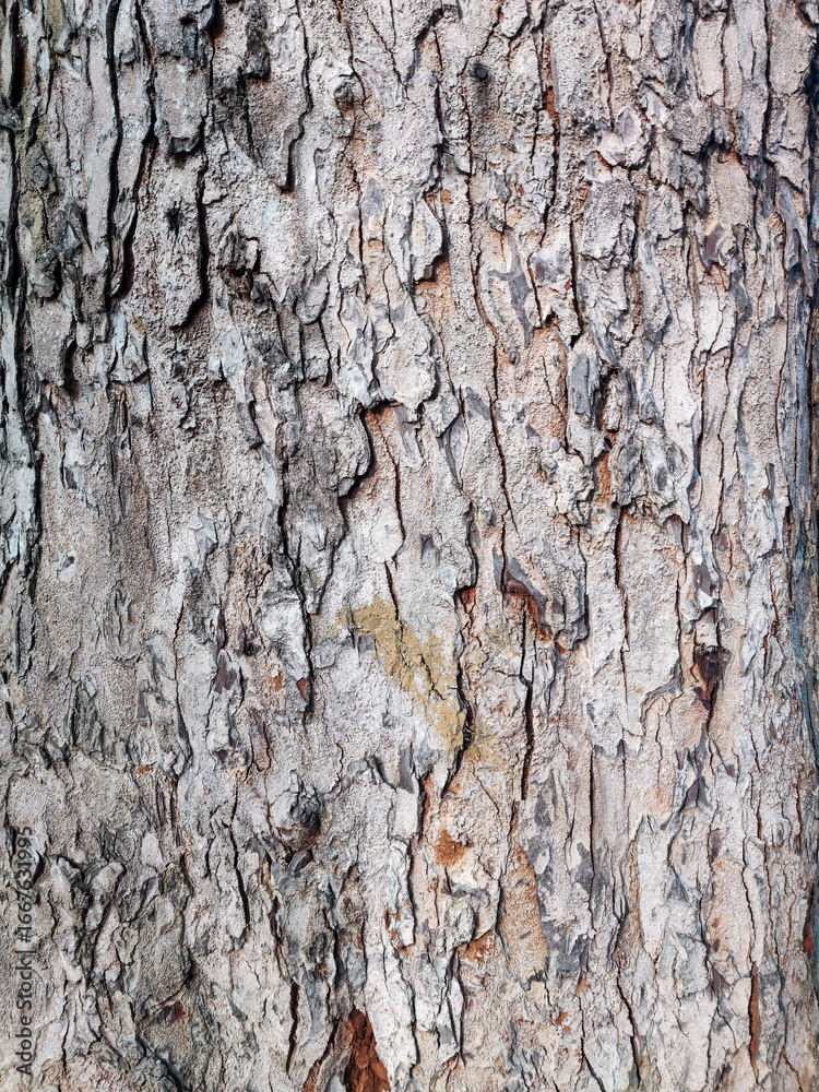 Obraz premium Close-up texture of tree bark showing natural cracks, rough surface, and earthy tones with moss detail. Organic wood pattern ideal for background, nature design, and rustic environmental themes.