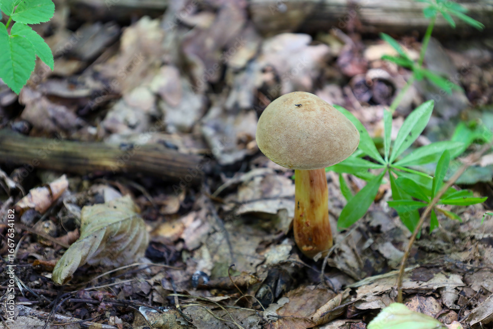 A close-up of a forest mushroom with a brown cap and a yellow-brown stem, growing against a backdrop of fallen leaves. The photo emphasizes the details of the fungal flora A close-up of a forest mushroom with a brown cap and a yellow-brown stem, growing against a backdrop of fallen leaves. The photo emphasizes the details of the fungal flora