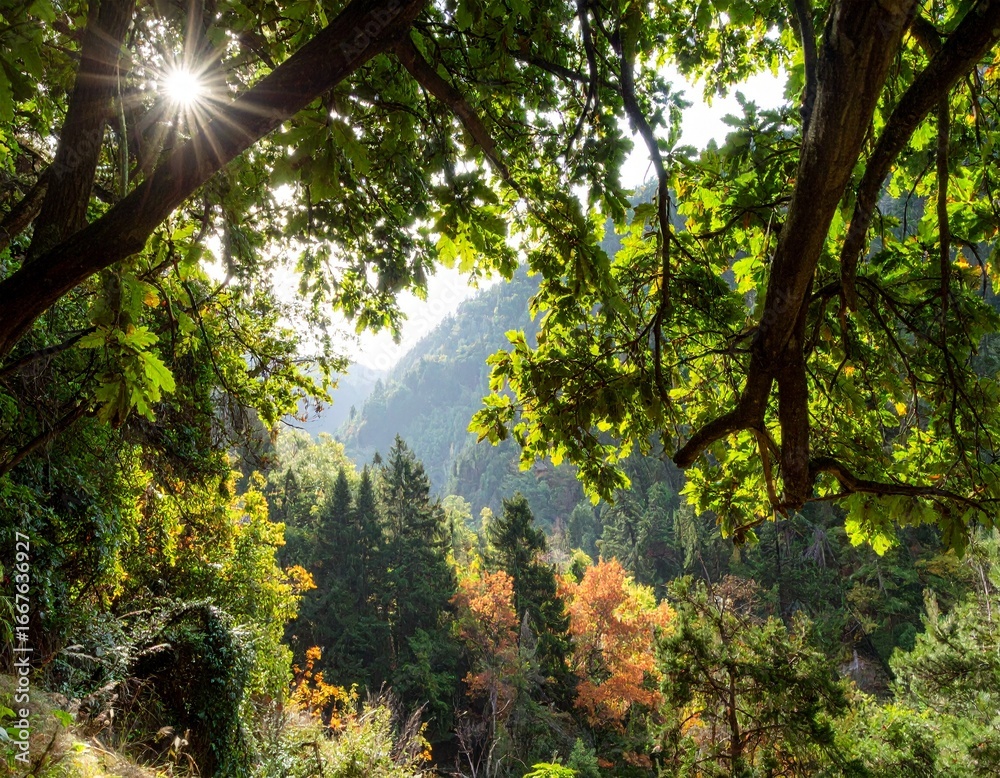 Obraz premium Low-angle shot of sun shining through lush green leaves, revealing an autumnal forest valley with warm, golden light.