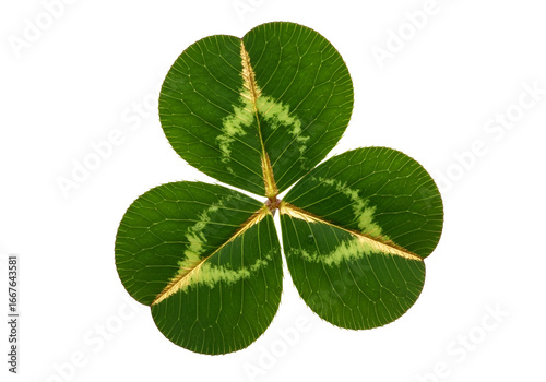 Close-up of a vibrant clover leaf, showcasing intricate patterns and veining, against a striking black backdrop.