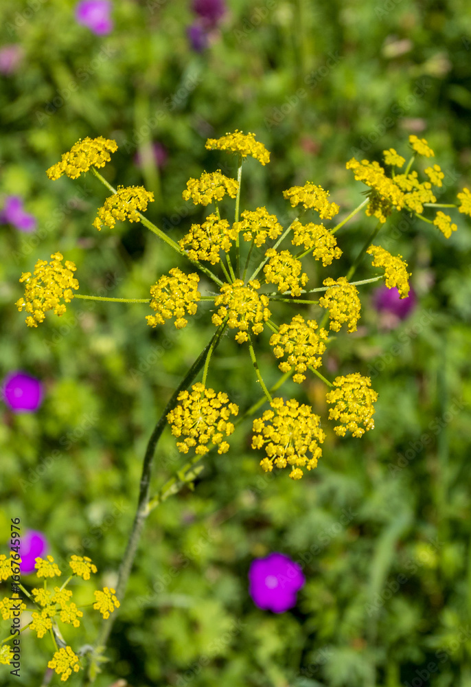 Fototapeta premium alpine upland, flowering plants in new colors, outdoor walks in a natural park