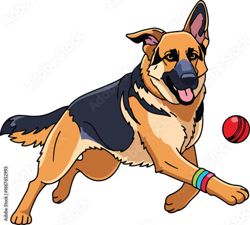 German Shepherd dog playing with a red ball running