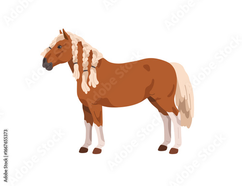 Haflinger pony breed in profile, side view. Small horse with braided mane and tail, standing. Purebred foal, little equine animal, farm livestock. Flat vector illustration isolated on white background