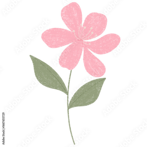 pink flower isolated on white