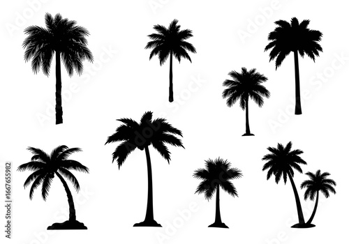 Collection of various palm tree silhouettes isolated on white background representing tropical scenery and summer vibes