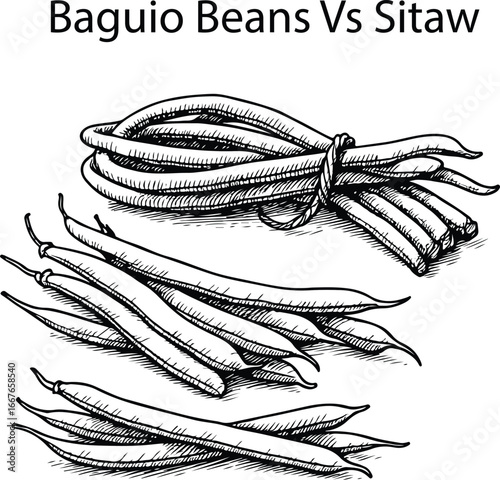 Baguio Beans and Sitaw Hand Drawn Vector Illustration – Botanical Filipino Vegetables Sketch