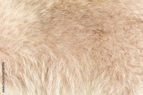 The fur of a dog is shown in a close up