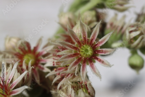 Rojnik ciemnozielony Sempervivum