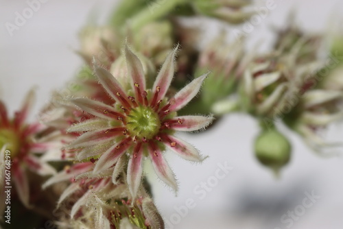 Rojnik ciemnozielony Sempervivum