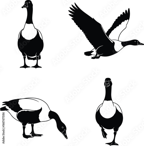 Four silhouettes of canada geese in different poses