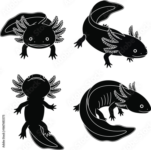 Four black and white illustrations of axolotls in different poses