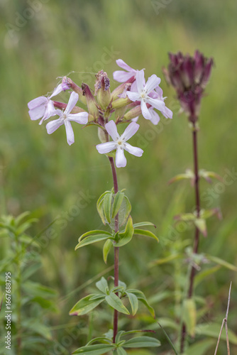 Inflorescence of common soapwort (Saponaria officinalis).