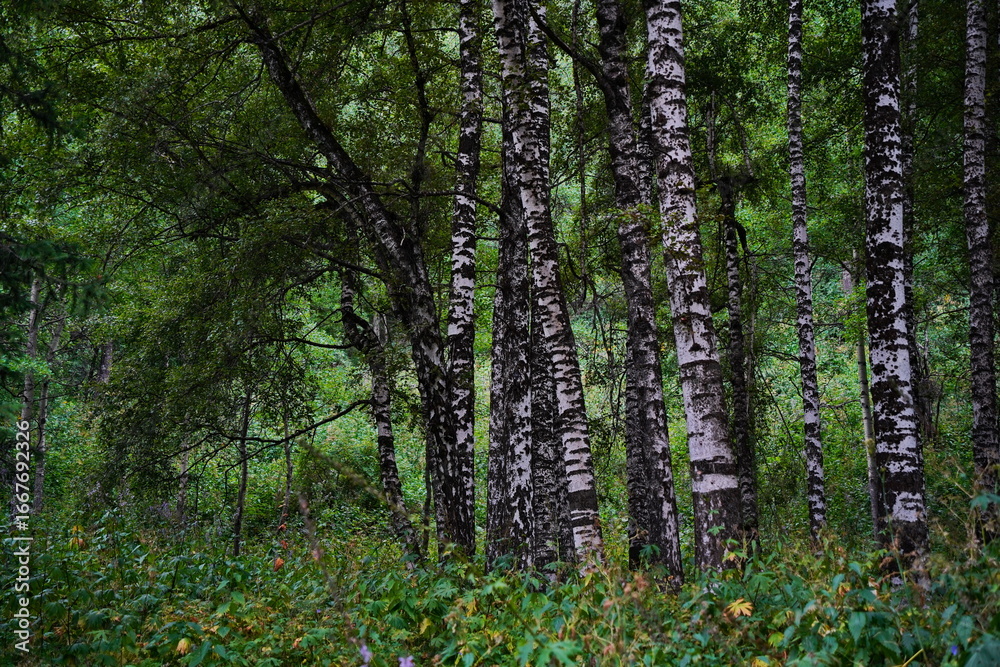 Fototapeta premium National Nature Park. Mountainous area with different vegetation. Cloudy, raining.