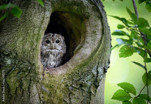 Tableau sur toile Tawny owl ( Strix aluco ) sitiing in forest