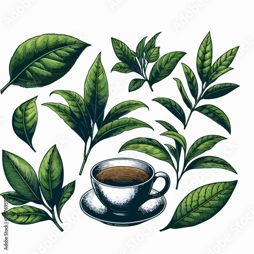 assam tea illustration vector