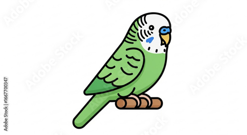 Green budgie parakeet illustration vector drawing cute pet bird design for graphics and educational resources