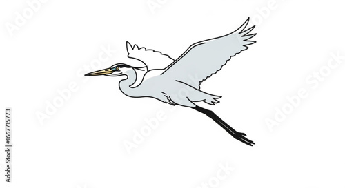 Flying great blue heron vector illustration for birdwatching and wildlife enthusiasts design resource asset