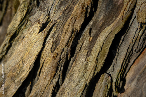 Close up of tree bark showing depth, colour and texture