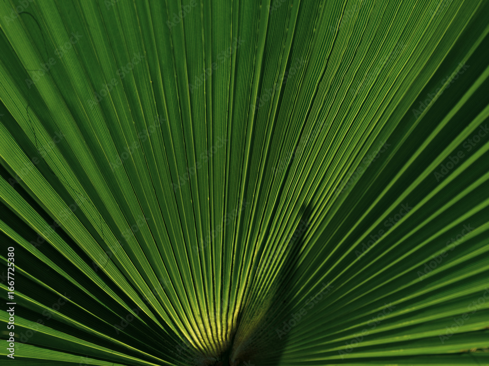 Fototapeta premium green palm foliage in macro