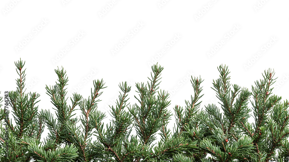 Obraz premium Festive Christmas border with coniferous tree branches, winter celebration theme isolated on transparent background. PNG