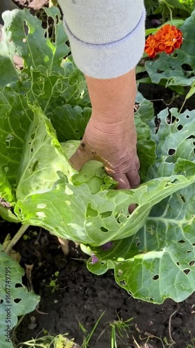 hands of female farmer picking cabbage leaves from head damaged by slugs in garden plot as concept of crop protection from pests in agriculture