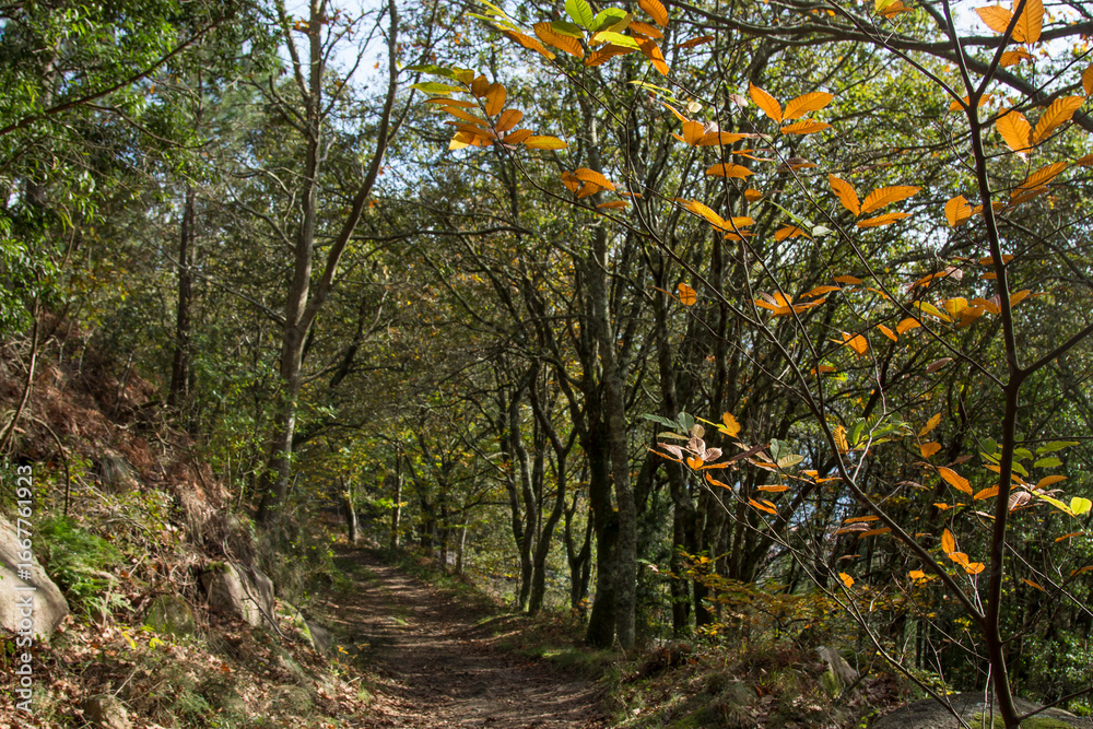Fototapeta premium autumn landscape with trees and golden dry leaves