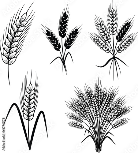 vector set of wheat ears