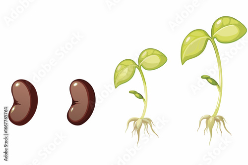 "Seed Germination Vector – Bean Sprouting Plant Growth Illustration"