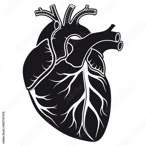 Detailed black and white anatomical illustration of a human heart showing major vessels and chambers.