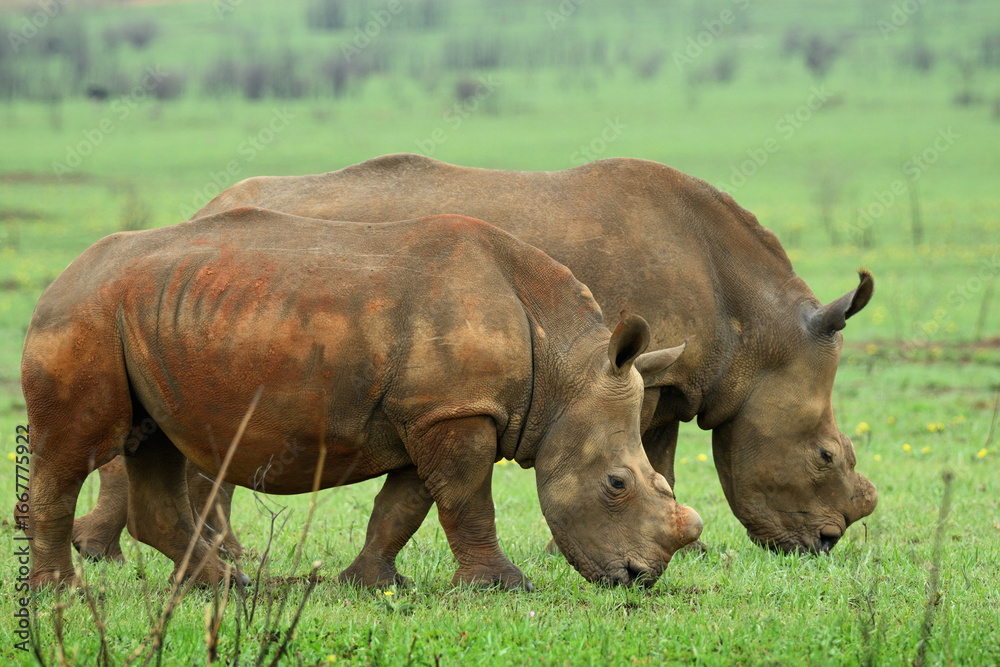 Fototapeta premium Two white white rhinos grazing in a green field