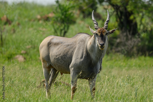 An adult male eland standing, Rietvlei Nature Reserve, South Africa