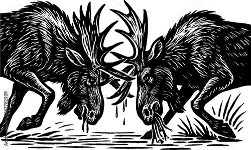Two bull [animal] locked in combat antlers intertwined black and white illustration displaying aggression and territorial behavior in a natural