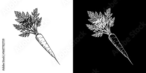 carrot with haulm illustration in monochrome, isolated vector image, two design variants on transparent and black background, pencil drawing, chalk drawing