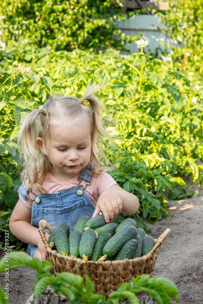 Fototapeta premium A child harvests cucumbers in the garden. Selective focus. kid
