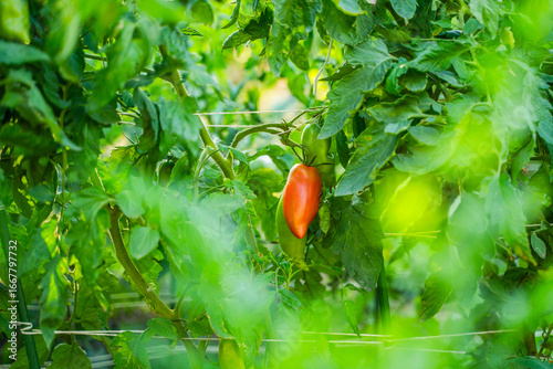 Red tomatoes growing in a vegetable garden close-up