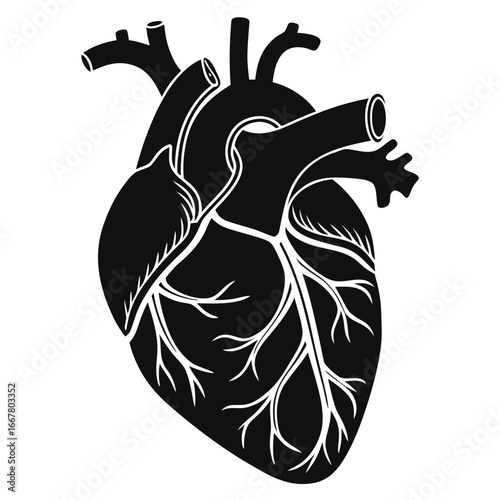 Detailed black and white illustration of the human heart, showcasing its internal structure and circulatory system.