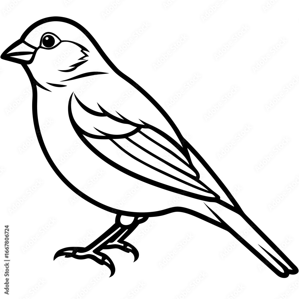 Fototapeta premium Canary line art vector