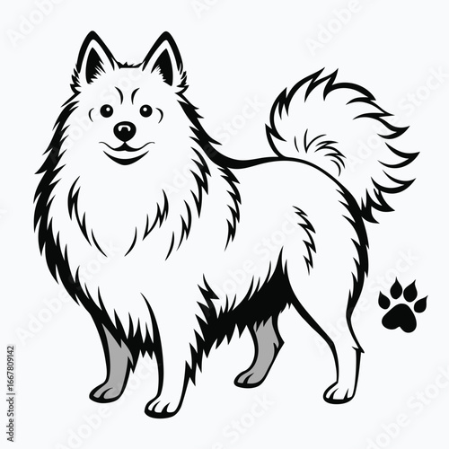 keeshond standing with fluffy coat and paw prints